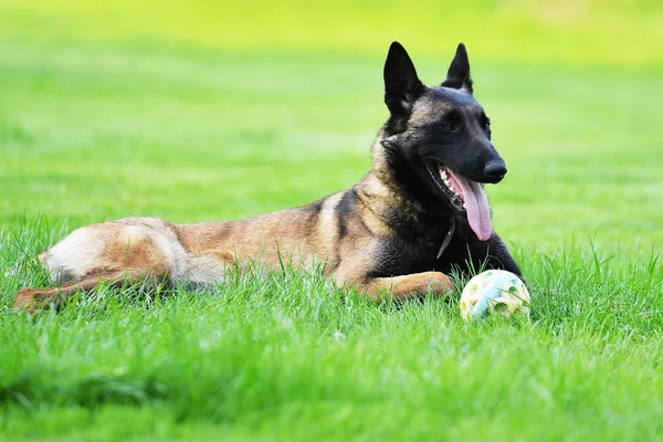 Hund belgiska malinois — Stockfoto