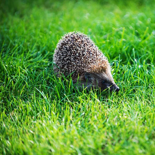 Hedgehog on green lawn — Stock Photo, Image