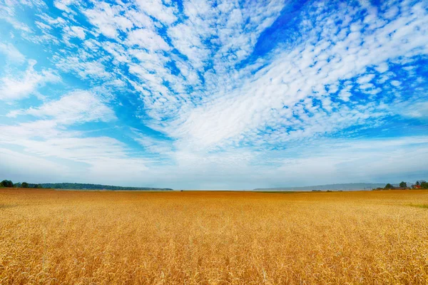 Campo de cultivos de trigo — Foto de Stock