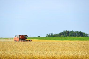 buğday alanında çalışma hasat