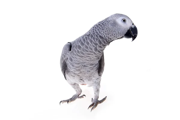 African gray parrot — Stock Photo, Image