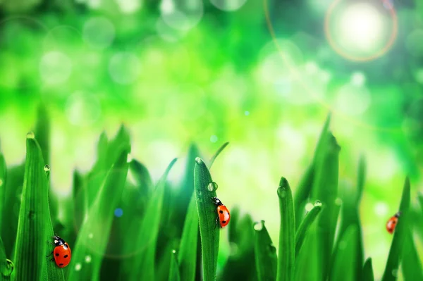 Groene Zonneveld met lieveheersbeestjes — Stockfoto