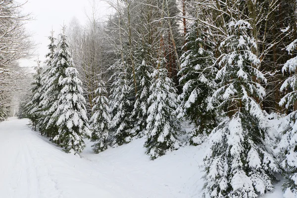 Besneeuwde bos weg — Stockfoto