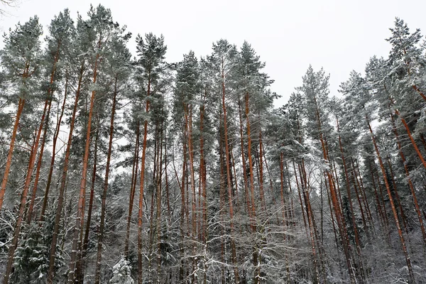 Forest covered with snow — Stock Photo, Image