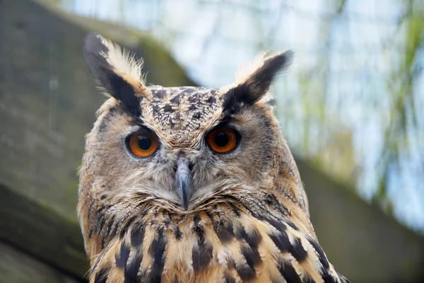 Great owl on branch of tree — Stock Photo, Image