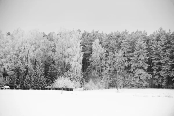 Foresta ricoperta di neve — Foto Stock