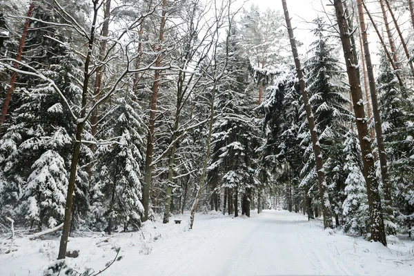 Karla kaplı orman yolu
