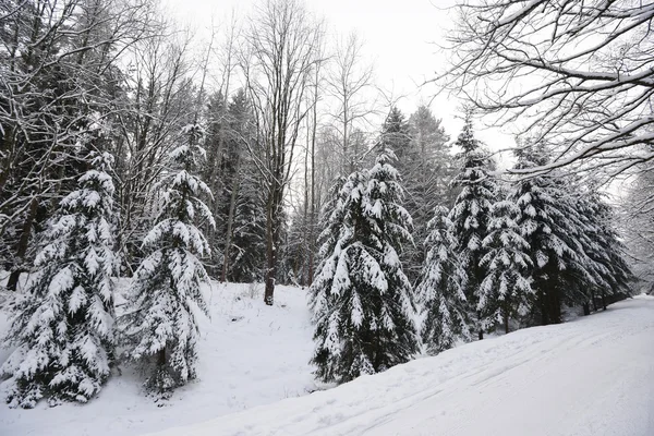 Foresta ricoperta di neve — Foto Stock