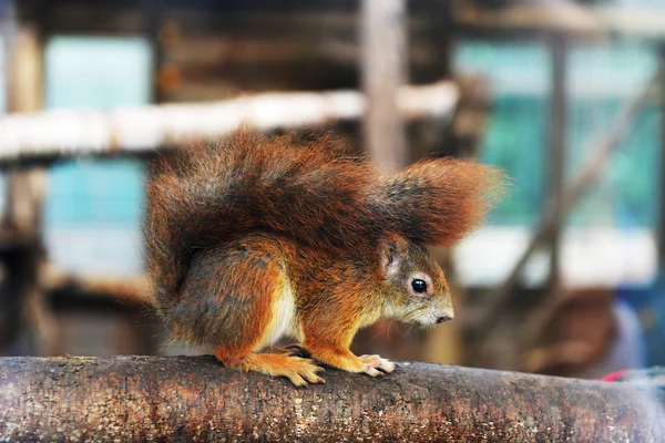 Esquilo vermelho no tronco da árvore — Fotografia de Stock