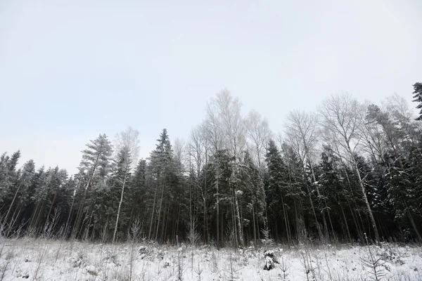 Forest covered with snow — Stock Photo, Image