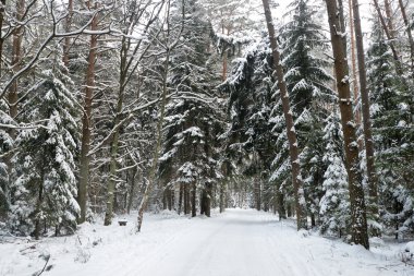 Karla kaplı orman yolu