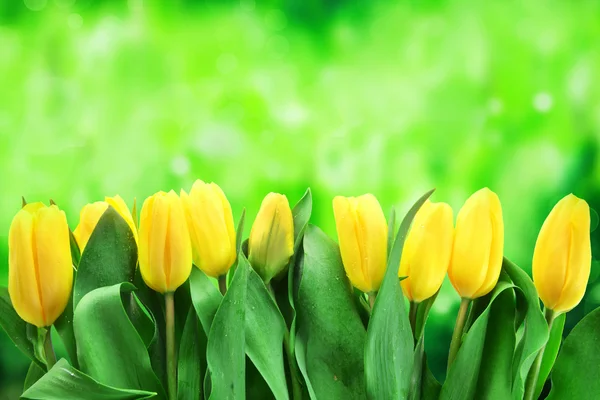 Friss sárga tulipán csokor — Stock Fotó