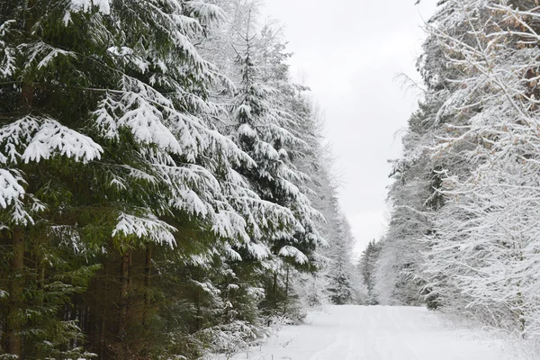 Winterbomen met sneeuw — Stockfoto