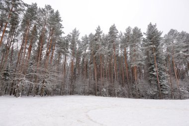 Karla kaplı orman yolu