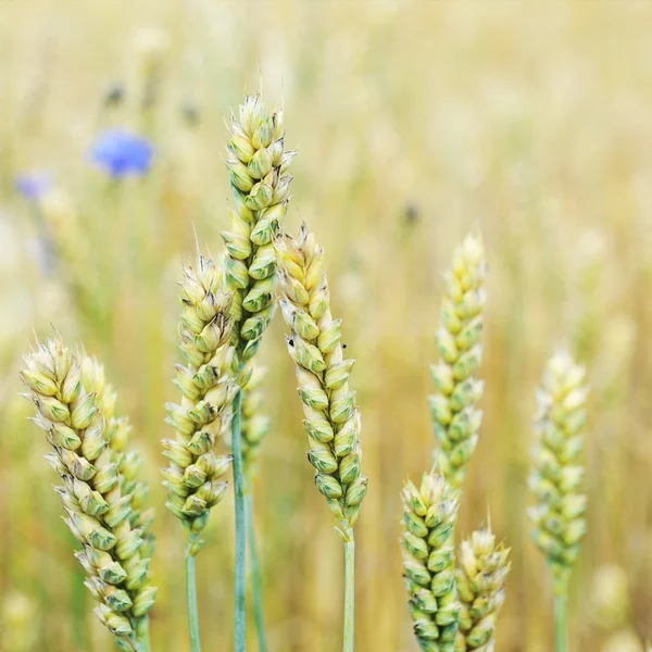 Kornblumen im Weizenfeld — Stockfoto