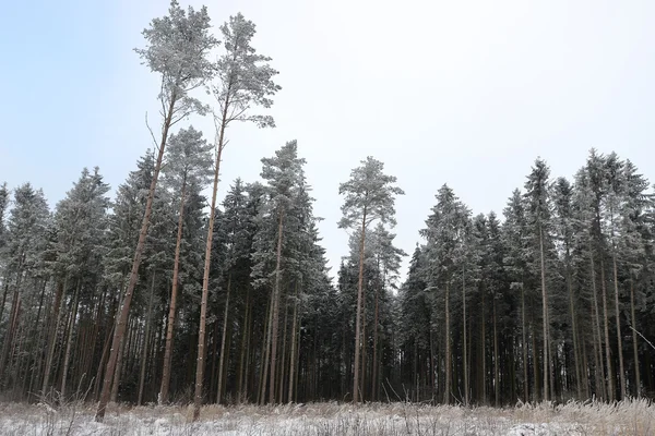 Foresta ricoperta di neve. — Foto Stock