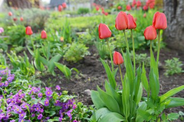 Bahçedeki kırmızı laleler