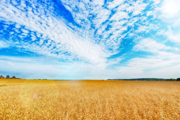 Campo de trigo en el día de verano — Foto de Stock