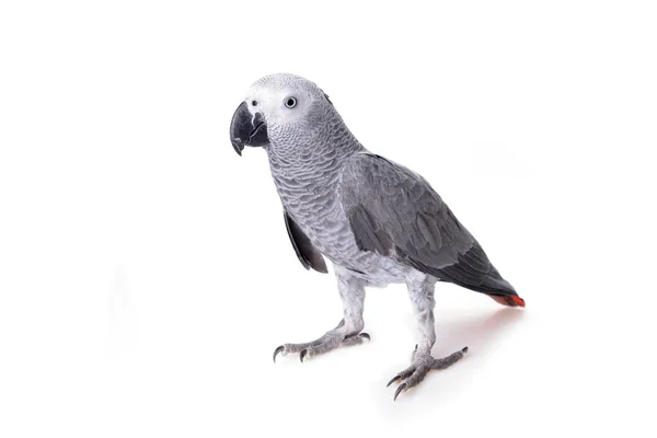 African gray parrot — Stock Photo, Image