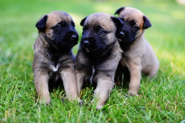 ベルギーの羊飼いの子犬マリノア — ストック写真