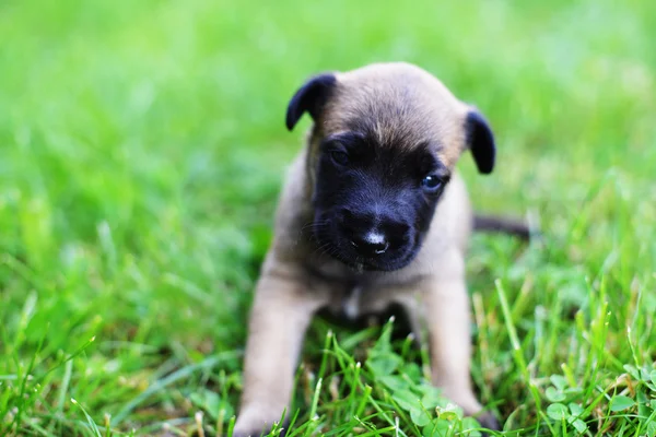 Puppy belgian shepherd malinois — Stock Photo, Image