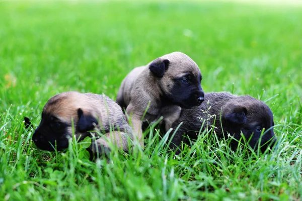 Puppies belgian shepherd malinois — Stock Photo, Image