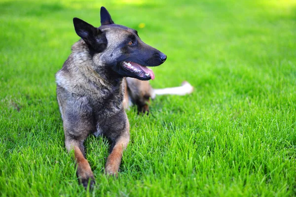 Belgisk vallhund — Stockfoto