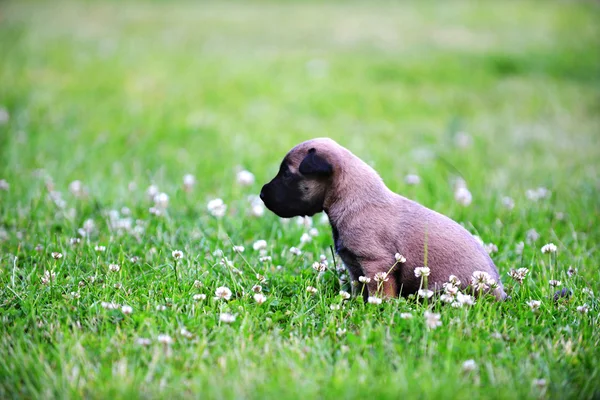 Puppy belgian shepherd malinois — Stock Photo, Image