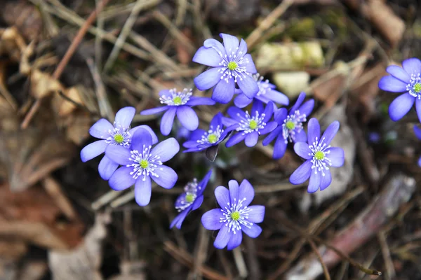 Hepatica florissante au printemps — Photo