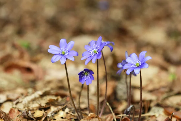 Blossoming hepatica in spring — Stock Photo, Image