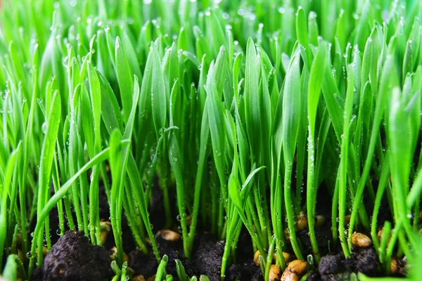 Fresh green grass — Stock Photo, Image