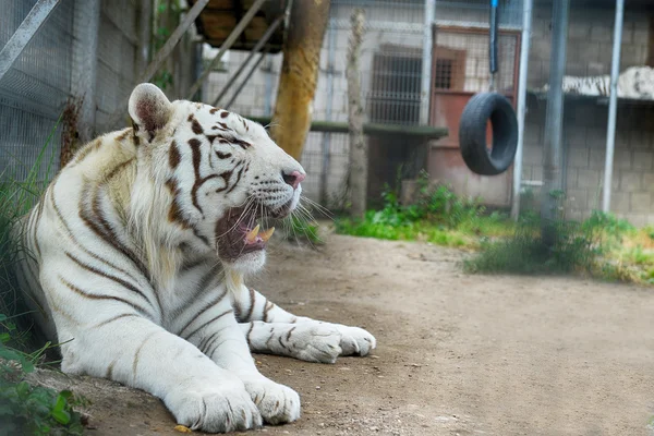 Tiger resting in cage — Stock Photo, Image