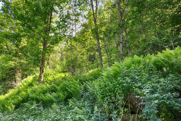 Spring green forest — Stock Photo, Image