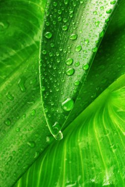 Yeşil yapraklara damlalar