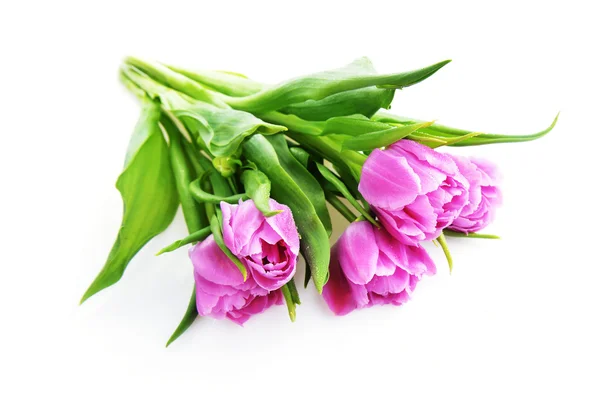 Fresh pink tulips — Stock Photo, Image