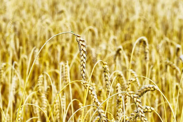 Campo de orelhas de trigo — Fotografia de Stock