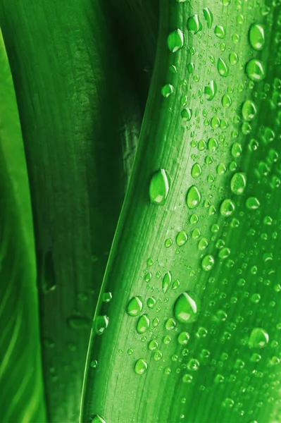 Drops on green leaves — Stock Photo, Image