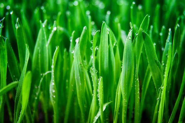 Rumput hijau segar — Stok Foto