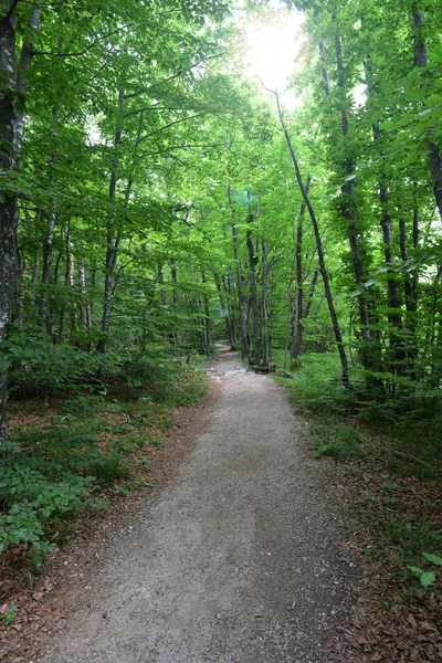 Passo a passo entre árvores verdes — Fotografia de Stock