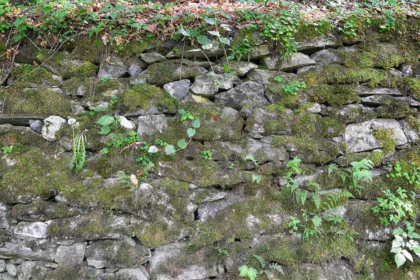 Kayalık yamaçlarda büyüyen bitkiler — Stok fotoğraf