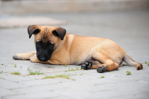 Gembala Belgia malinois — Stok Foto