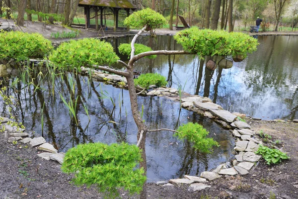 Dekorativa träd runt dammen — Stockfoto