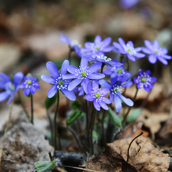 Blommande blåsippor blommor — Stockfoto