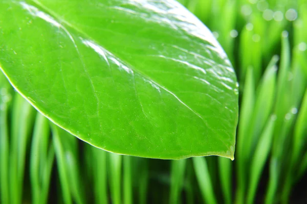 Foglia verde fresca — Foto Stock