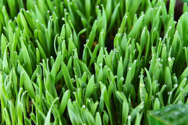 Hand touch grass Stock Photo by ©Taden1 2650576