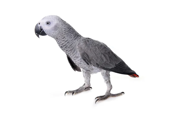 Afrikai szürke papagáj — Stock Fotó