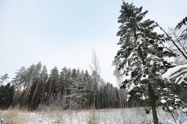 Foresta ricoperta di neve — Foto Stock