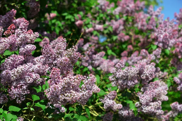 Fresh lilac bush — Stock Photo, Image