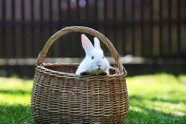 White rabbit in basket — Stock Photo, Image