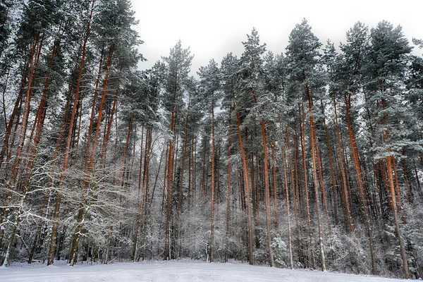 Floresta coberta de neve — Fotografia de Stock